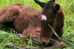 There are many Mums and babies that you may meet