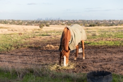 Roxy who before he settled into retirement was a champion show jumper!