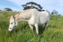 Kristy is a retired Irish sport horse who is amazing nanny to all the young horses