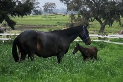 A brand new pony is born