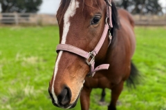 Stella