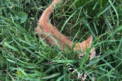 Our resident 'Tiger'
