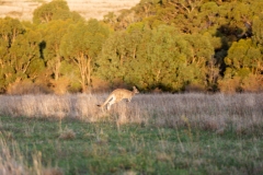 ERV_407