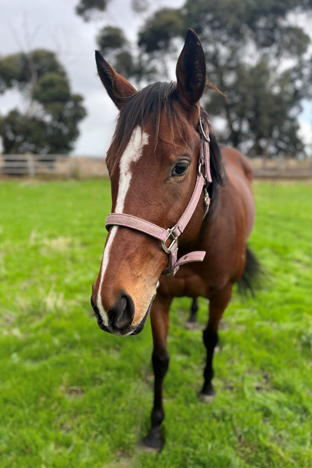Therapy Horse at Equine Reflections